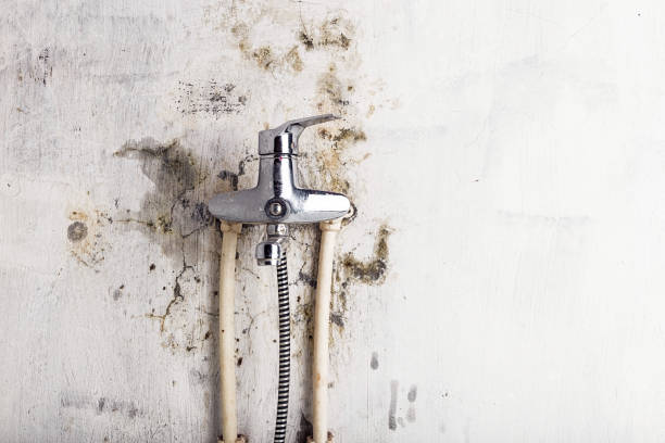 Best White Mold Remediation in Monmouth Junction, NJ