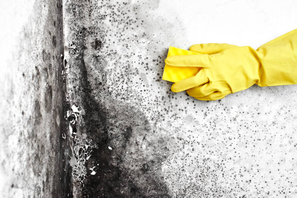 Best Post-Flood Mold Remediation in Monmouth Junction, NJ
