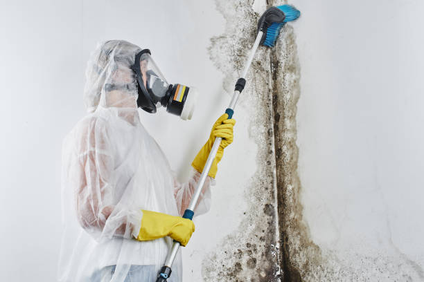 Best Attic Mold Remediation in Monmouth Junction, NJ