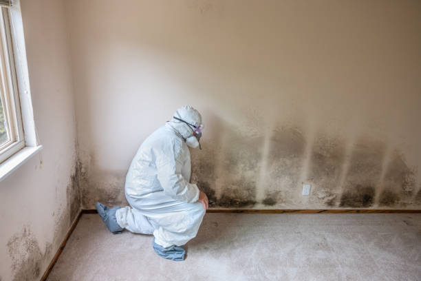 Best Mold Remediation for Specific Building Types in Monmouth Junction, NJ