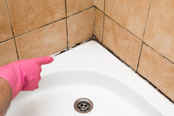 Best HVAC Mold Remediation in Monmouth Junction, NJ